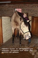 Biodynamisk kraniosakral terapi häst
