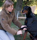 Biodynamisk kraniosakral terapi häst och hund